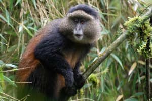 Read more about the article 1 day Golden Monkey Trekking Safari