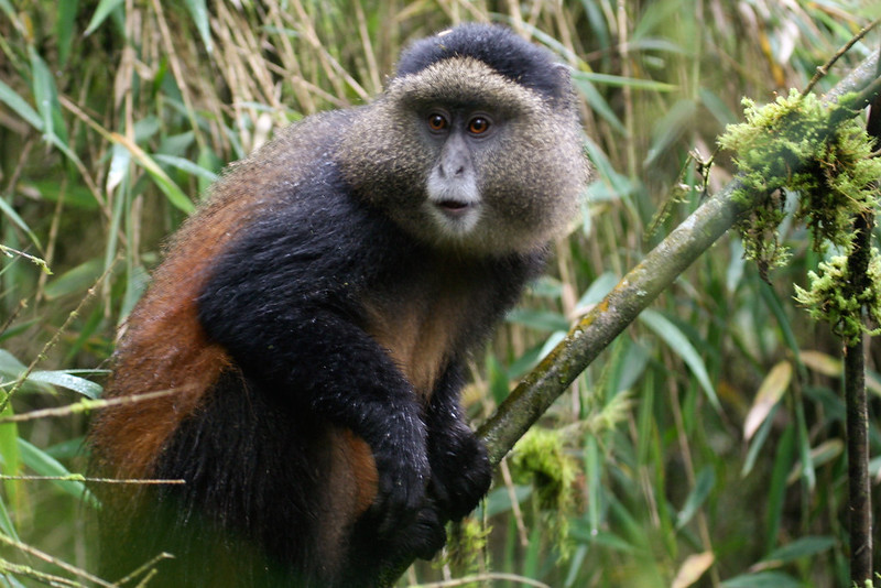 1 day Golden Monkey Trekking Safari