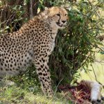  Why You Should Visit Kenya