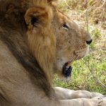 A 3-Day Safari of Queen Elizabeth National Park