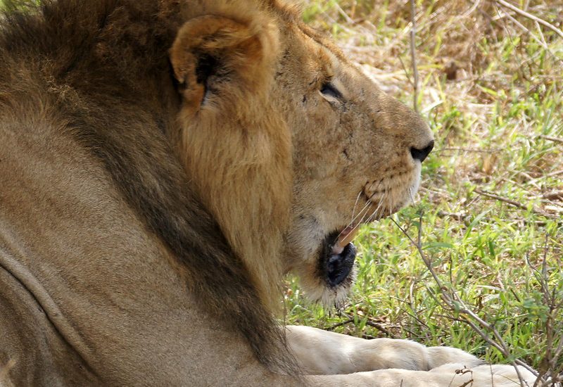 A 3-Day Safari of Queen Elizabeth National Park