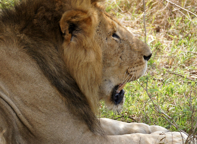 You are currently viewing A 3-Day Safari of Queen Elizabeth National Park