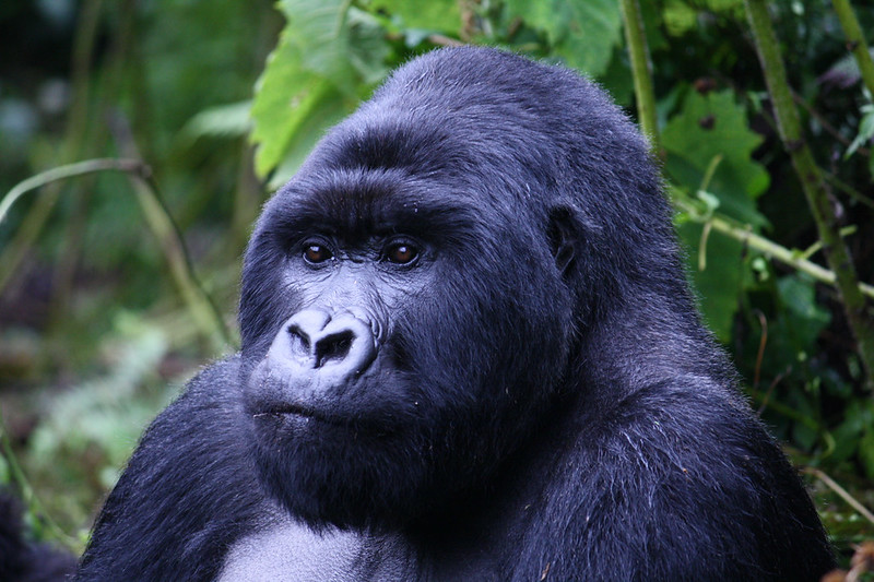 2 days Rwanda Gorilla Expedition