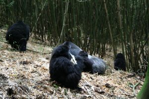 Read more about the article What to pack for your gorilla trekking? 