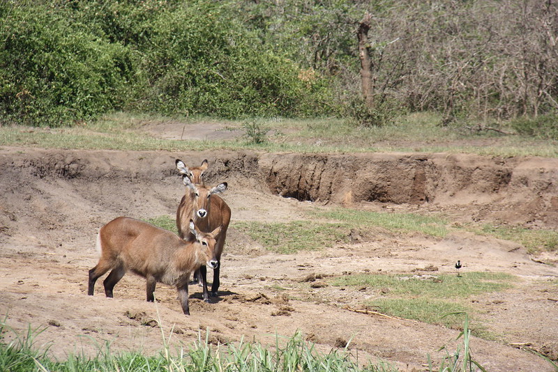 What You Must Know Before Planning Your Uganda Safari