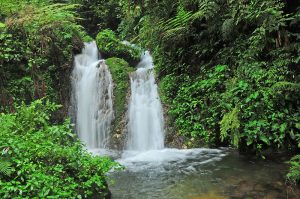 Read more about the article Bizenga river in Bwindi Forest