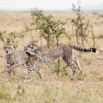 where to see cheetahs In Uganda.