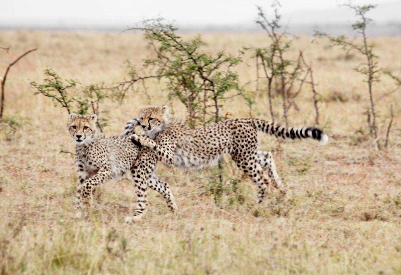 where to see cheetahs In Uganda.