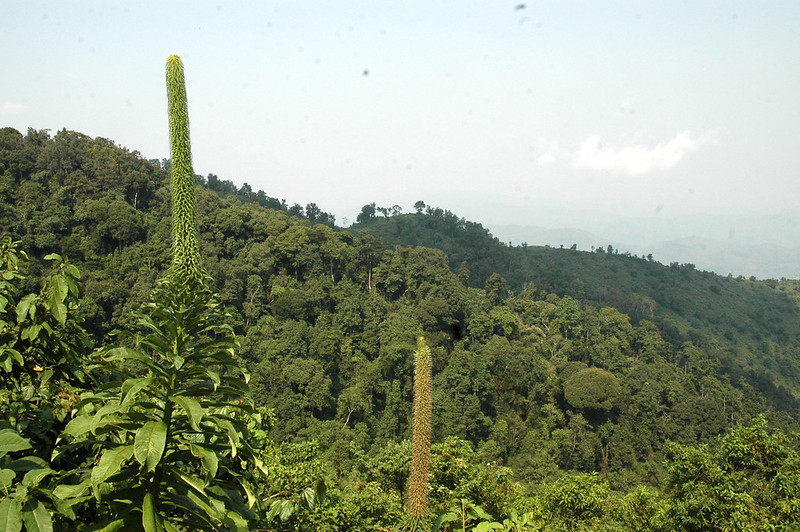 Buniga Forest