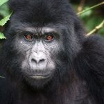 2-Day Uganda Gorilla Trekking Safari