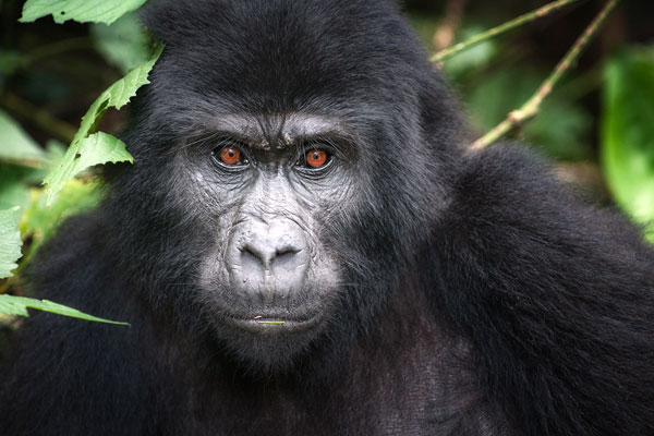 Experience the 2-Day Uganda Gorilla Trekking Safari