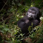 Stay in Nkuringo & Trek Gorillas in Rushaga Region.