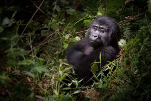 Read more about the article Stay in Nkuringo & Trek Gorillas in Rushaga Region.