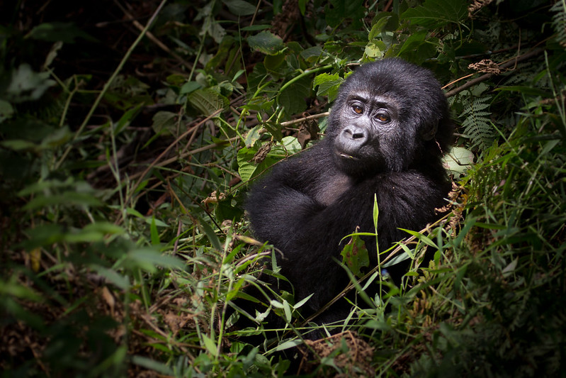 Stay in Nkuringo & Trek Gorillas in Rushaga Region.