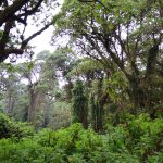 Tourist Activities in Virunga National Park in DR Congo