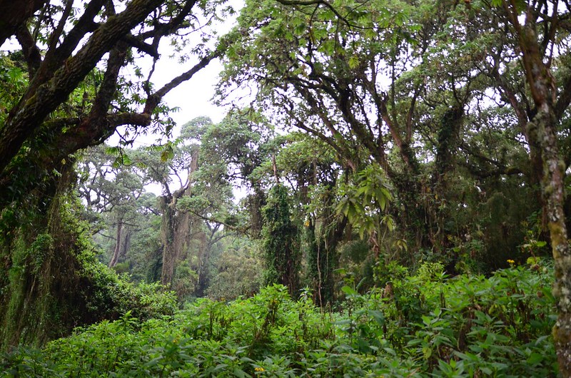 Tourist Activities in Virunga National Park in DR Congo