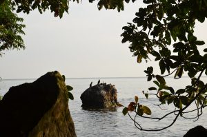 Read more about the article Rubondo Island National Park. 