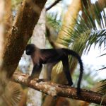 Chimp trekking and Bigodi wetland.