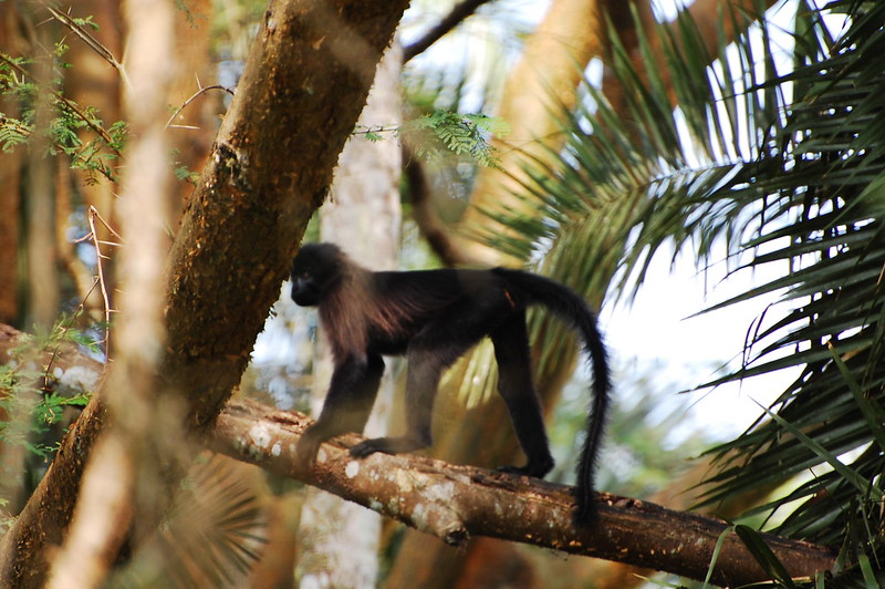 Chimp trekking and Bigodi wetland.