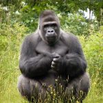 Buying Uganda gorilla permits.