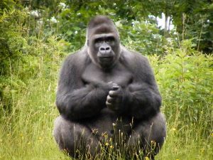 Read more about the article Buying Uganda gorilla permits.