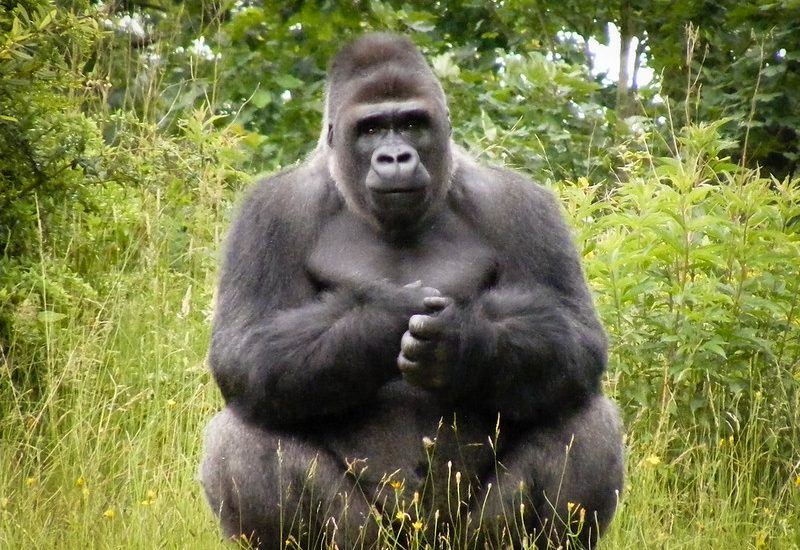 Buying Uganda gorilla permits.