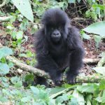 Common mistakes to avoid during gorilla trekking tours