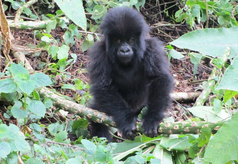 Common mistakes to avoid during gorilla trekking tours