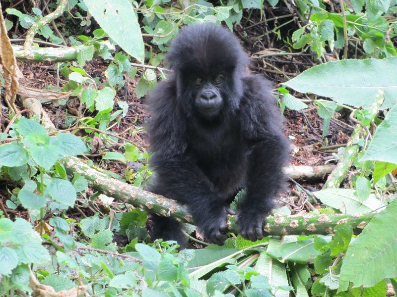 Read more about the article Common mistakes to avoid during gorilla trekking tours