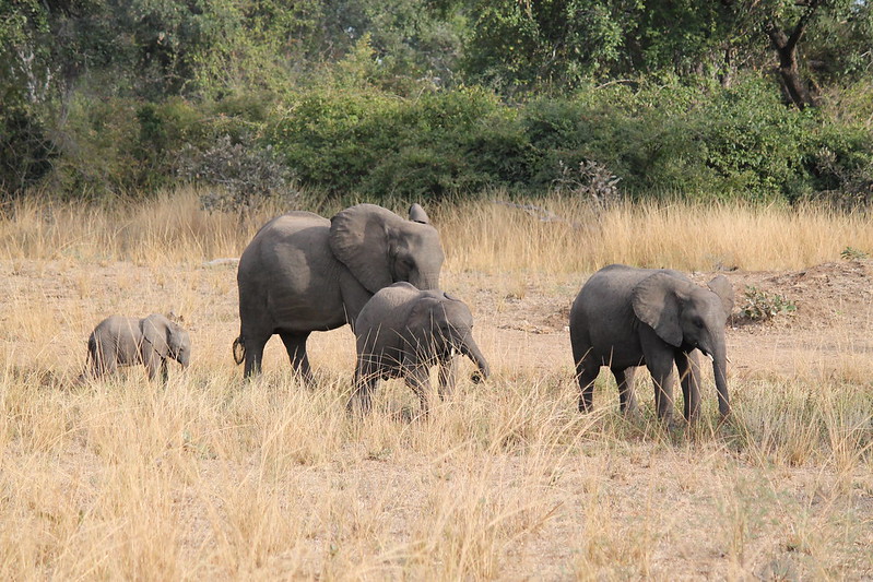 Private guided African safaris.