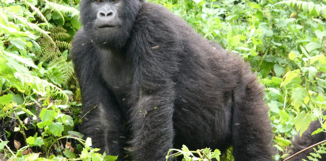 Rwanda Large Groups Gorilla Safari Tours 