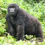 Rwanda Large Groups Gorilla Safari Tours 