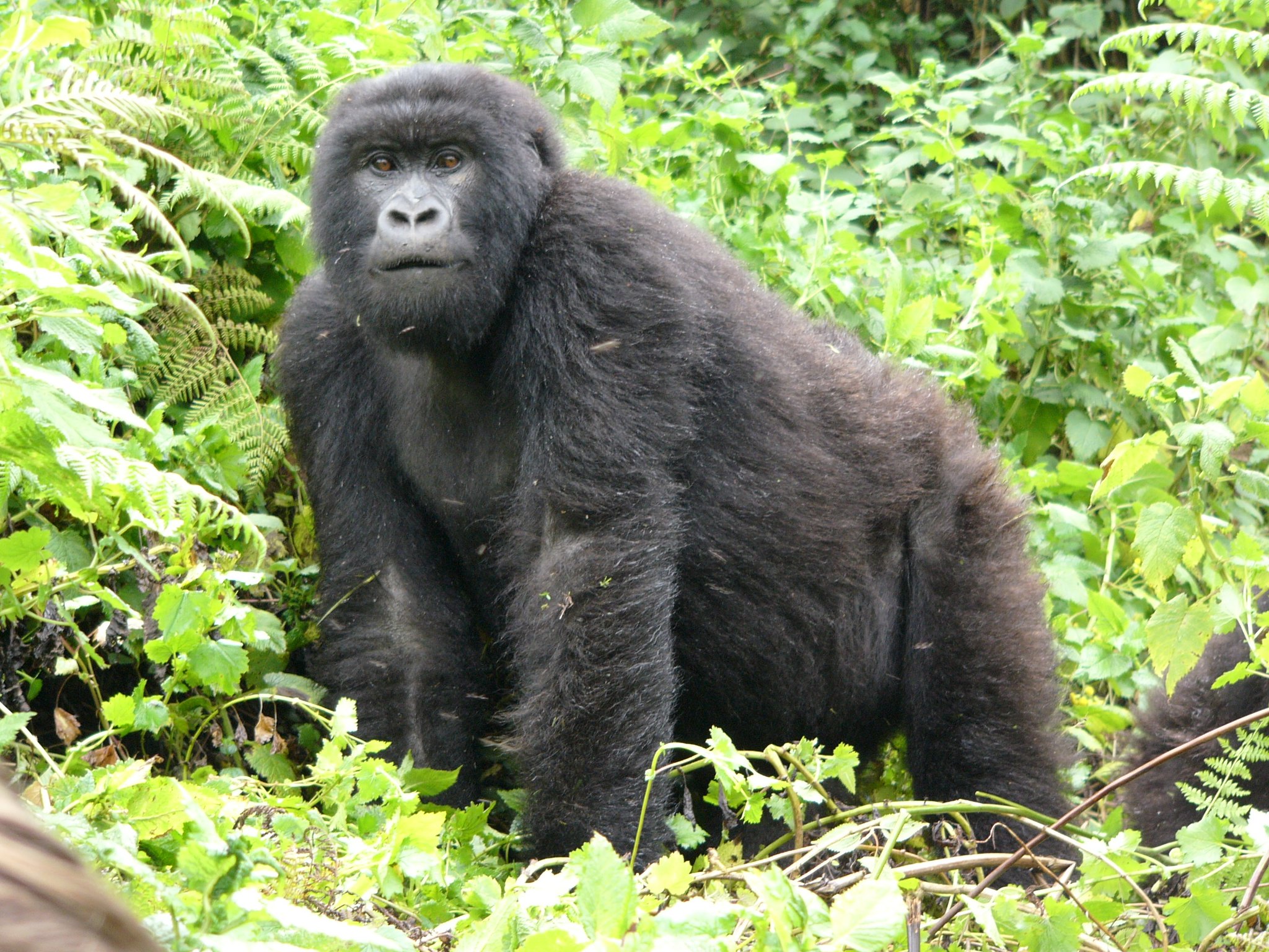 Read more about the article Rwanda Large Groups Gorilla Safari Tours 