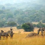 14 Days Rwanda Self-drive Safari Adventure