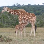 Honeymoon Safari On a Budget