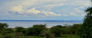 Read more about the article Lake Manyara National Park