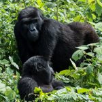 How do Gorillas Mate Courtship and Reproduce