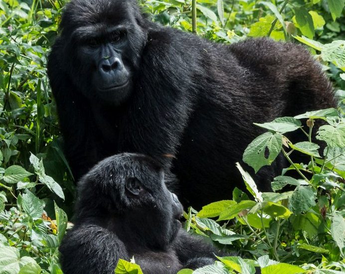 How do Gorillas Mate Courtship and Reproduce