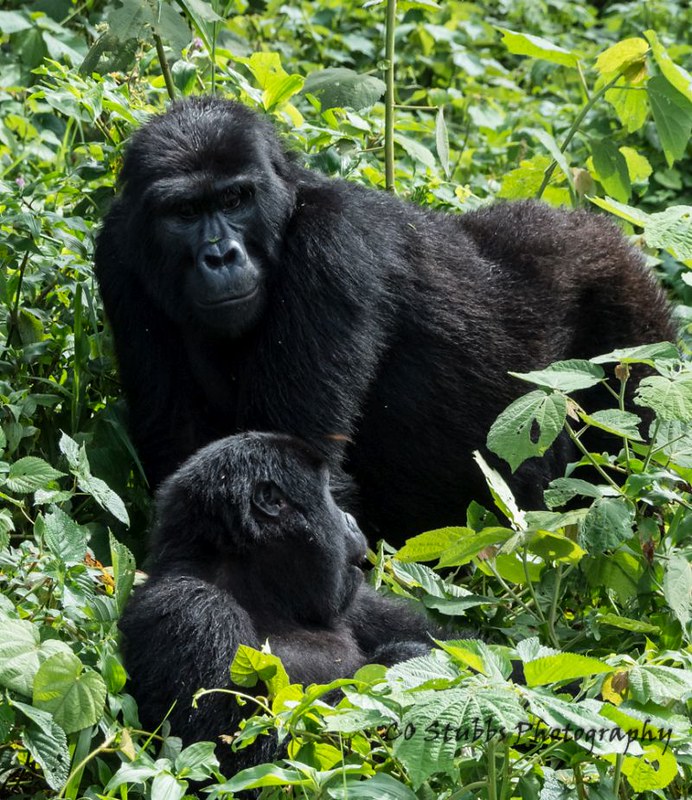 Read more about the article How do Gorillas Mate Courtship and Reproduce