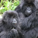 Discounted Rwanda Gorilla Trekking Permits at $500