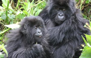 Read more about the article Discounted Rwanda Gorilla Trekking Permits at $500