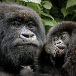 Rwanda gorilla safari