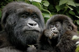 Read more about the article Rwanda gorilla safari