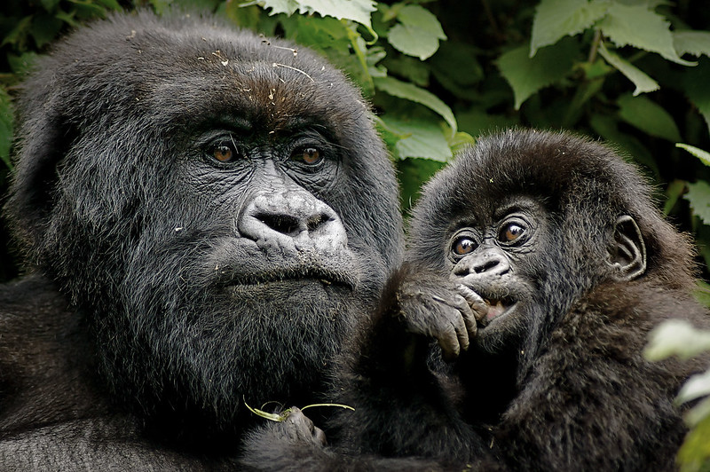 Rwanda Gorilla Safari