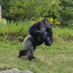 Why Do Mountain Gorillas Beat Their Chests?