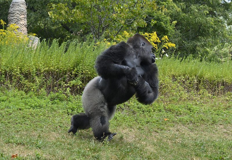 Why Do Mountain Gorillas Beat Their Chests?