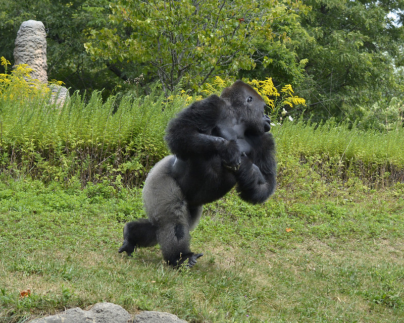 Read more about the article Why Do Mountain Gorillas Beat Their Chests?