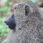 The Uganda and Rwanda early bird tours 