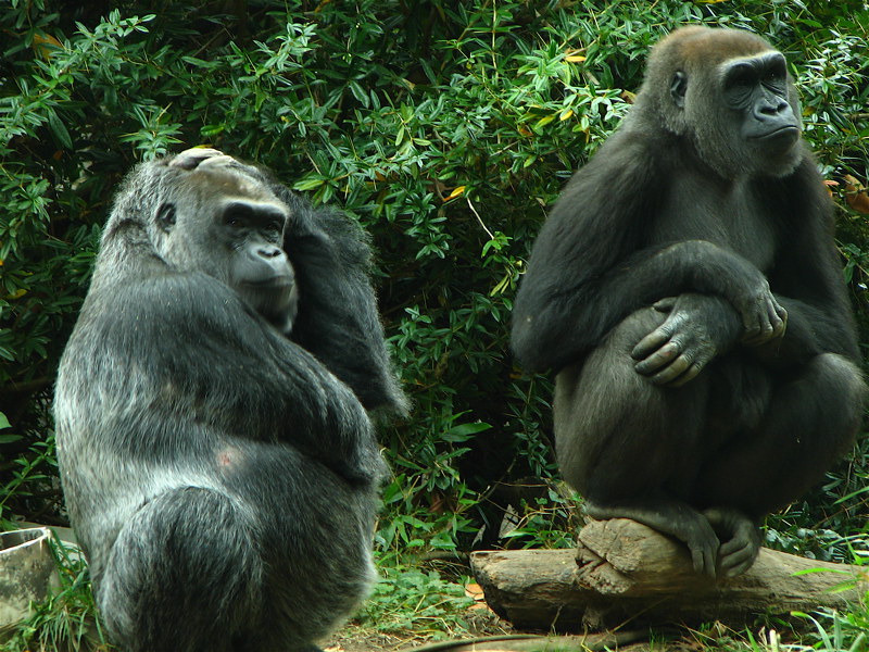 Read more about the article Gorilla Tracking/Trekking Safari