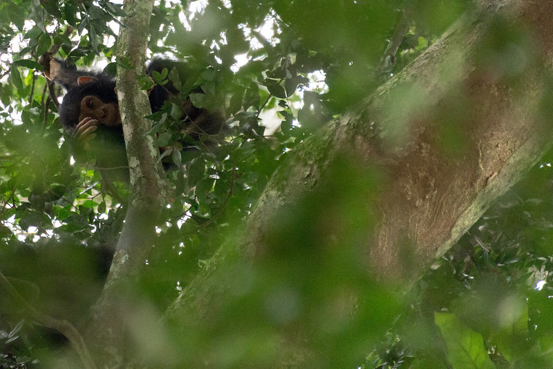 Why Kyambura Gorge Chimp Trekking is not Popular